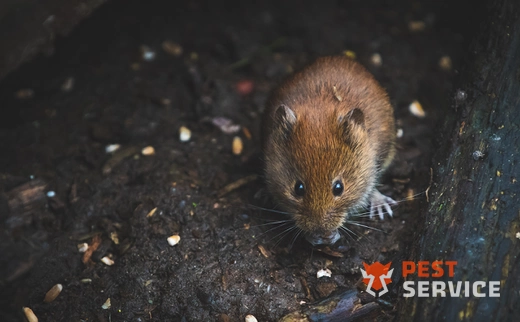 Дератизация в Домодедово
